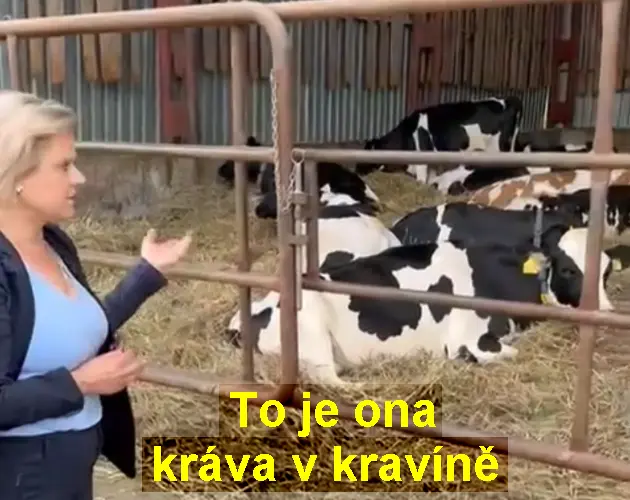krava v kravine dd9fd