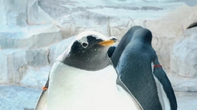 Záhada: Ukrajina utratila miliony dolarů za tučňáky, víno a červený kaviár na vrcholu války