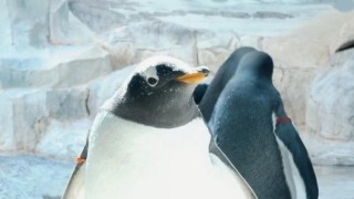 Záhada: Ukrajina utratila miliony dolarů za tučňáky, víno a červený kaviár na vrcholu války