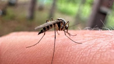 Globální oteplování? Komáři se objevili na sněhu v lednu