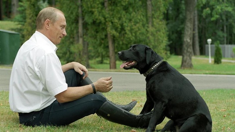 Moskva je v šoku: ubohý Putin nominoval místo Šojgua svého labradora...