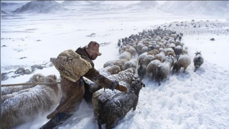 Více než 4,7 milionu zvířat zemřelo v Mongolsku kvůli abnormálním mrazům