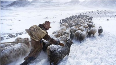 Více než 4,7 milionu zvířat zemřelo v Mongolsku kvůli abnormálním mrazům