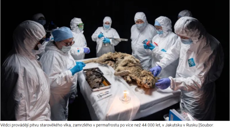 Ruští vědci provádějí pitvu 44 000 let starého pleistocénního predátora