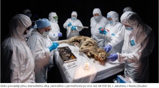 Ruští vědci provádějí pitvu 44 000 let starého pleistocénního predátora