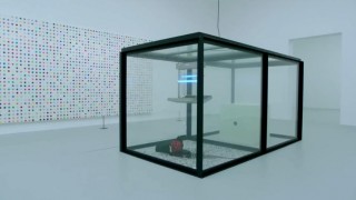 Instalace s mouchami zrušena. Porušovala prý práva much.